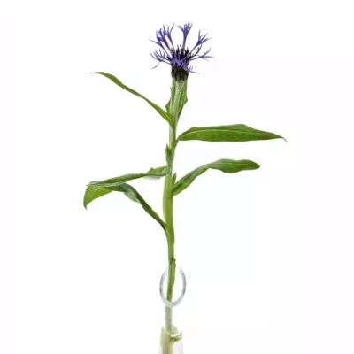 CENTAUREA MONTANA 40cm