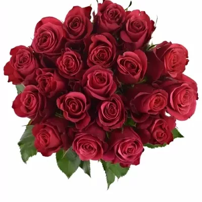 Červená růže ARISHA