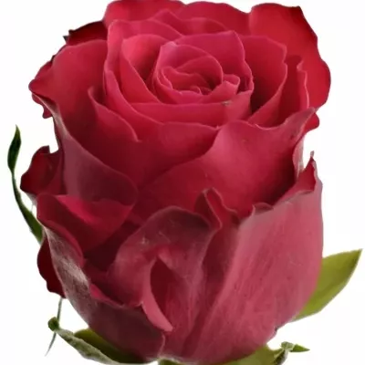 Červená růže ARISHA