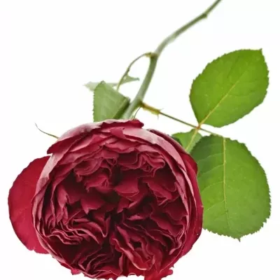 Červená růže RASPBERRY ELEGANCE 60cm (XXL)