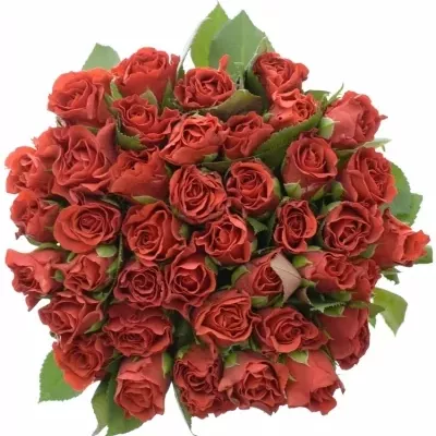 Červená růže RED CORVETTE 60cm (M)