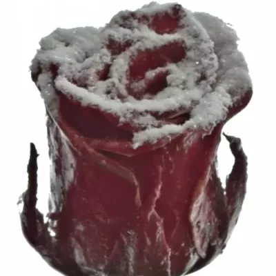 Červená růže RED WAX FROST 50cm (L)