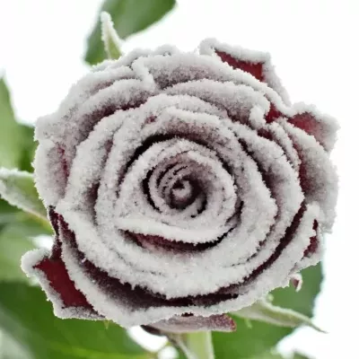 Červená růže RHODOS FROST 50cm (L)