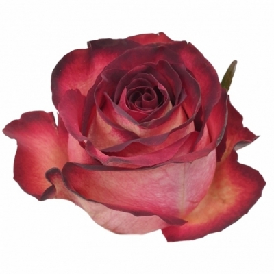 Červená růže TZAR