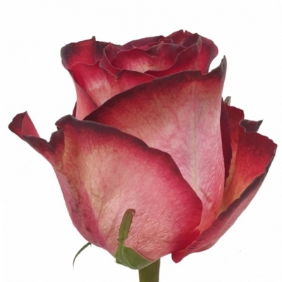 Červená růže TZAR