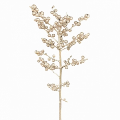 Cesmína VERTICILLATA CHAMPAGNE