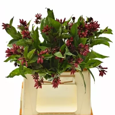 CESTRUM RED ZOHAR 40cm