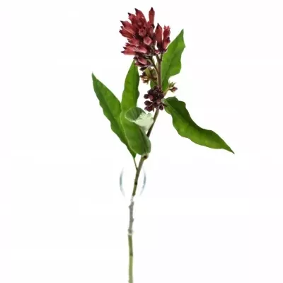 CESTRUM RED ZOHAR 40cm