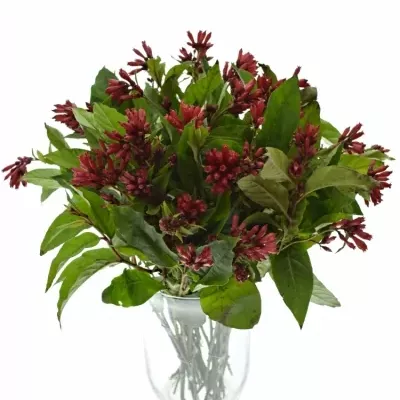 CESTRUM RED ZOHAR 40cm