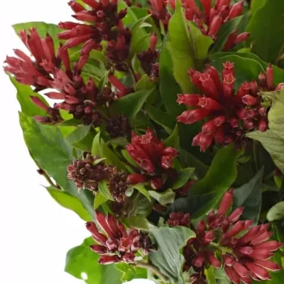 CESTRUM RED ZOHAR 40cm