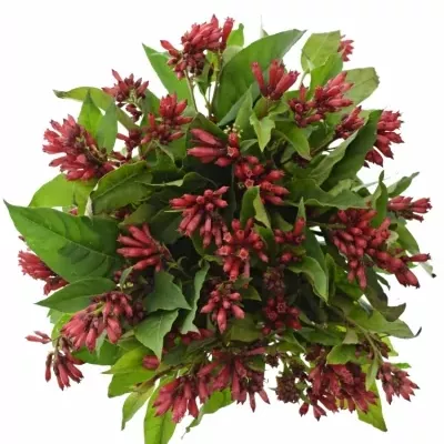 CESTRUM RED ZOHAR 40cm