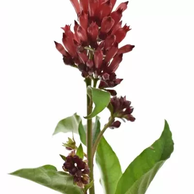 CESTRUM RED ZOHAR 40cm