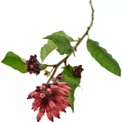 CESTRUM RED ZOHAR 40cm