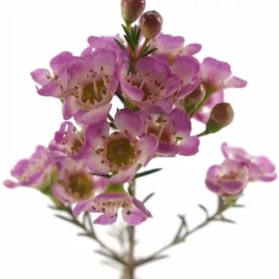 CHAMELAUCIUM ADI 