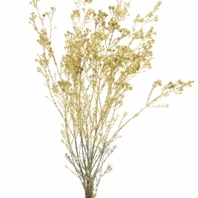 Chamelaucium GOLD 70cm/28g