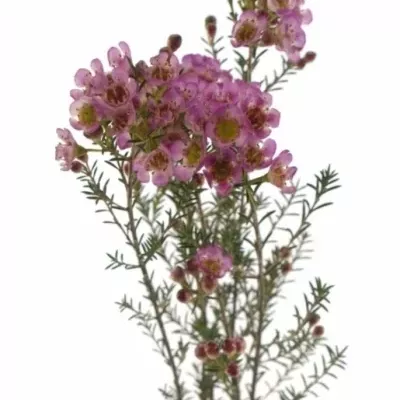 CHAMELAUCIUM PURPLE DREAM 45cm 25g