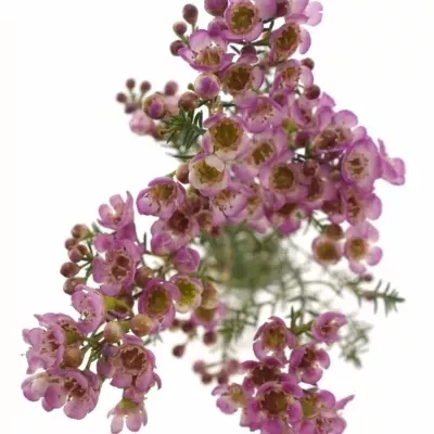 CHAMELAUCIUM PURPLE DREAM 45cm 25g