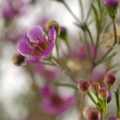 CHAMELAUCIUM PURPLE PRIDE