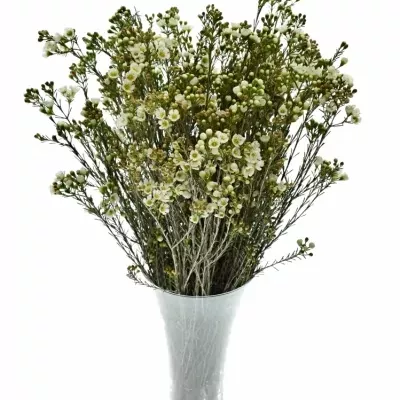 CHAMELAUCIUM UN CASINO WHITE 70cm/25g