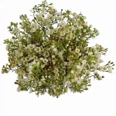 CHAMELAUCIUM UN DANCING QUEEN WHITE