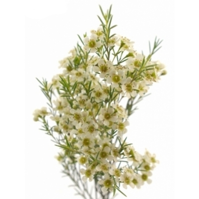 CHAMELAUCIUM UN MAJESTIC WHITE 80cm/110g