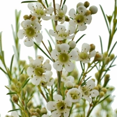 CHAMELAUCIUM UN MAJESTIC WHITE