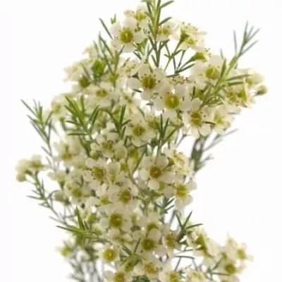 CHAMELAUCIUM UN MAJESTIC WHITE