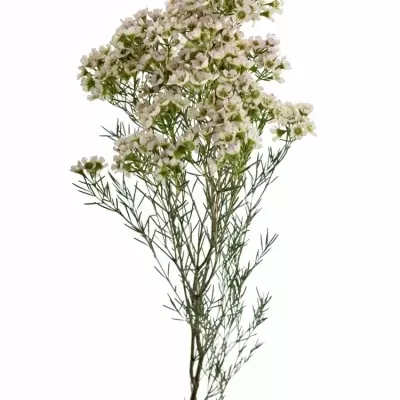 Chamelaucium UN NILI 60cm/50g