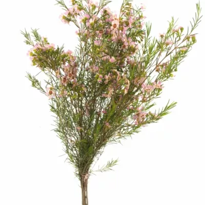 Chamelaucium UN PINK GRACIA 80cm/50g