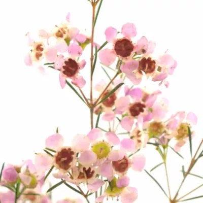 Chamelaucium UN PINK GRACIA 80cm/50g