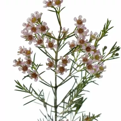 Chamelaucium UN ROMI 40cm/15g