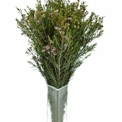 Chamelaucium UN ROMI 40cm/15g