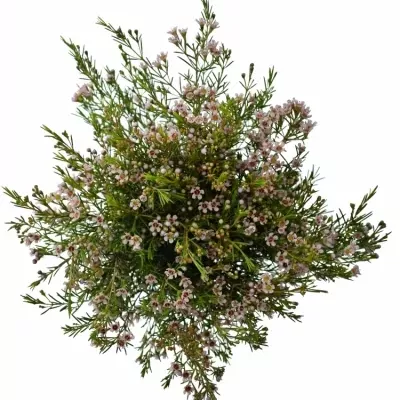 Chamelaucium UN ROMI 40cm/15g