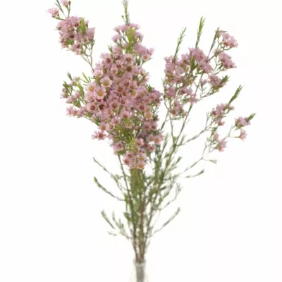 CHAMELAUCIUM UNCINATUM WENDY ROSE 60cm/35g