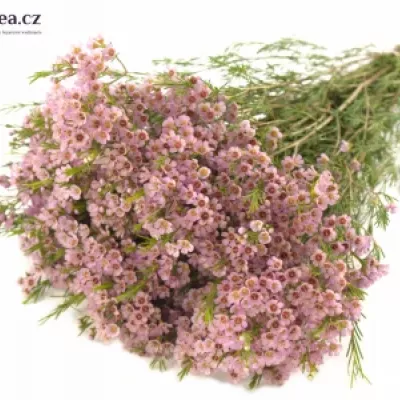 CHAMELAUCIUM UNCINATUM WENDY ROSE 60cm/35g