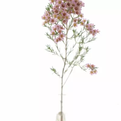 CHAMELAUCIUM UNCINATUM WENDY ROSE 60cm/35g