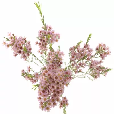 CHAMELAUCIUM UNCINATUM WENDY ROSE 60cm/35g