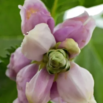 CHELONE OBLIQUA 60cm