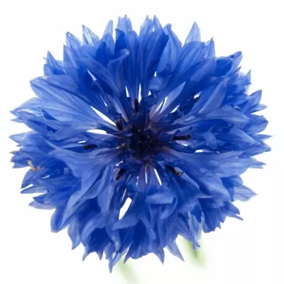 Chrpa CENTAUREA CYANUS 55cm