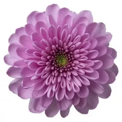 Chrysantéma  G KSENIA 85g