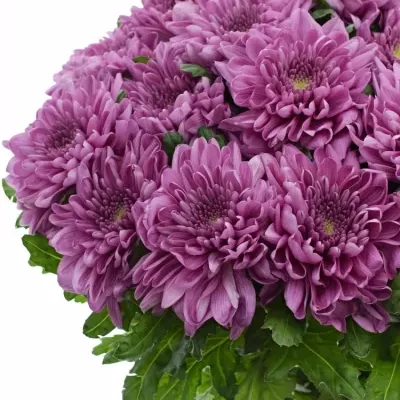 Chrysantéma  G KSENIA DARK 80g