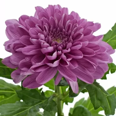 Chrysantéma  G KSENIA DARK 80g