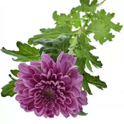 Chrysantéma  G KSENIA DARK 80g