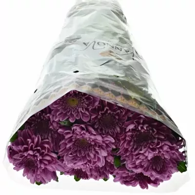 Chrysantéma  G KSENIA DARK 80g