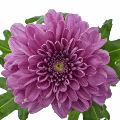 Chrysantéma  G KSENIA DARK 80g