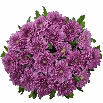 Chrysantéma  G KSENIA DARK 80g