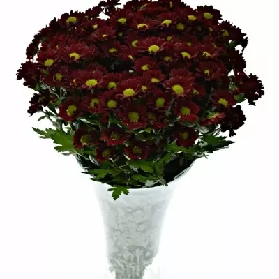 Chrysantéma  SAN SANTESSE 1050g