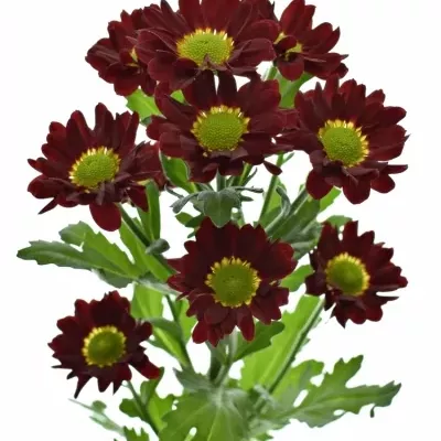 Chrysantéma  SAN SANTESSE 1050g