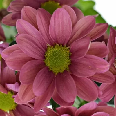 Chrysantéma  T MEMHIS CHERRY 65g