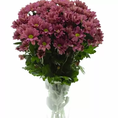 Chrysantéma  T MEMHIS CHERRY 65g